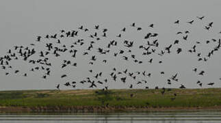 White-faced Whistling Duck