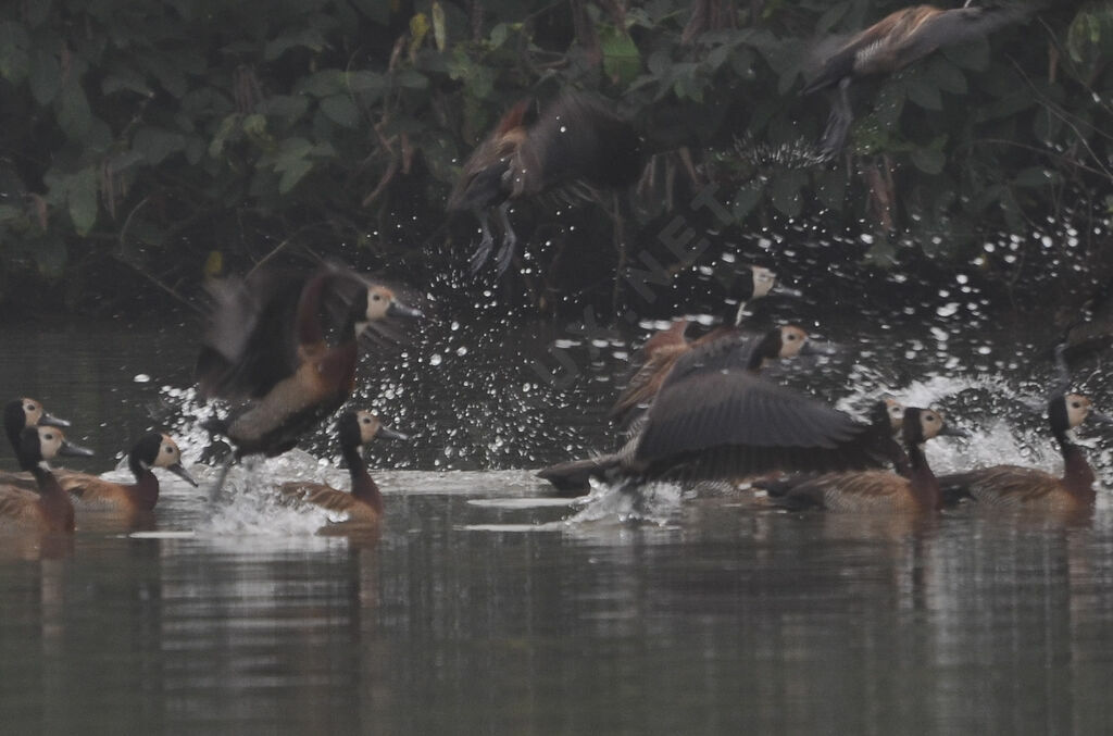 White-faced Whistling Duck