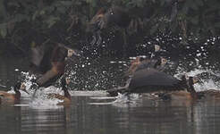Dendrocygne veuf