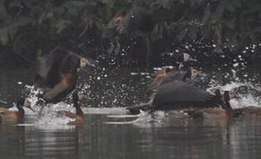 Dendrocygne veuf