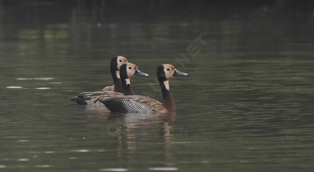 Dendrocygne veuf