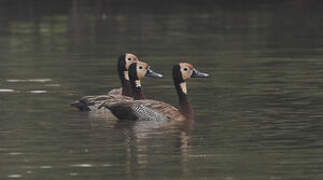 Dendrocygne veuf