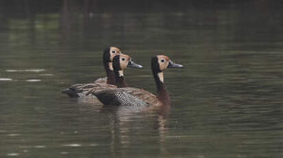 Dendrocygne veuf