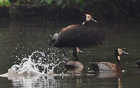 White-faced Whistling Duck