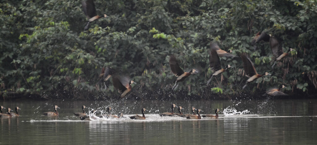 White-faced Whistling Duck