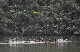 White-faced Whistling Duck