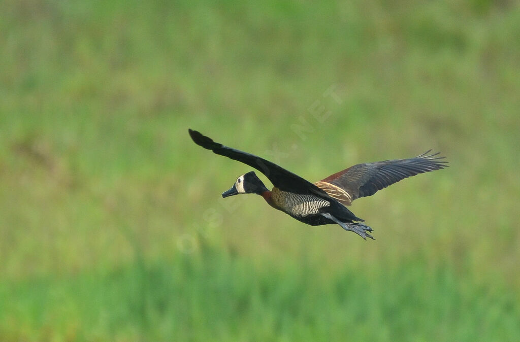 White-faced Whistling Duckadult, Flight