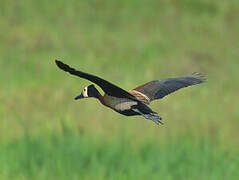 White-faced Whistling Duck