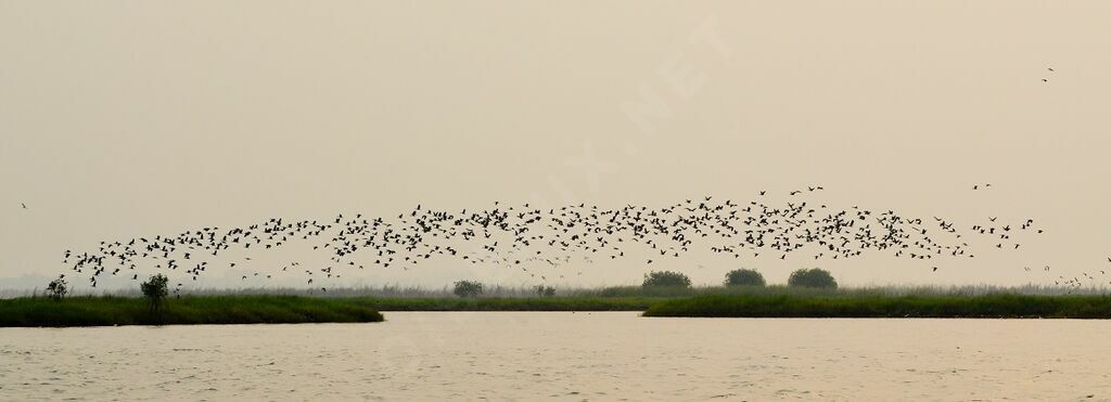 White-faced Whistling Duck, Flight