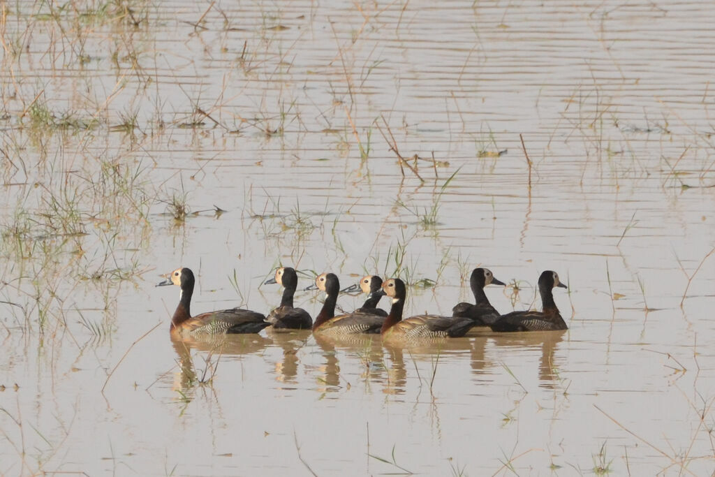 White-faced Whistling Duckadult, identification