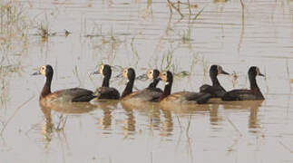 White-faced Whistling Duck