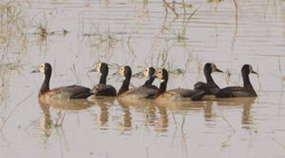 Dendrocygne veuf