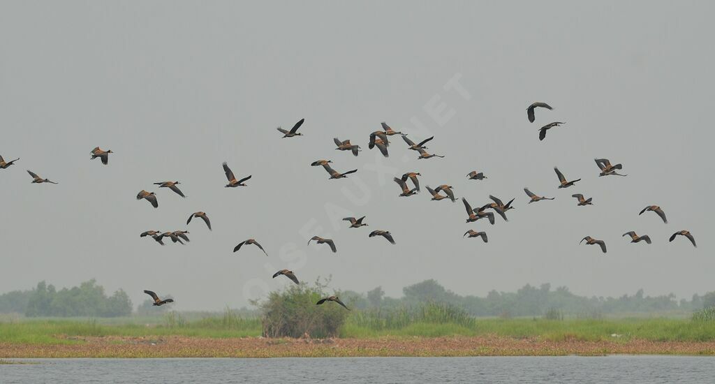 White-faced Whistling Duck, Flight