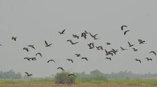 White-faced Whistling Duck