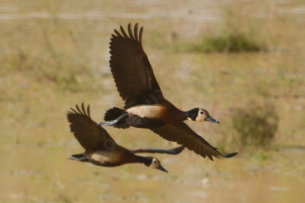 Dendrocygne veufadulte, Vol