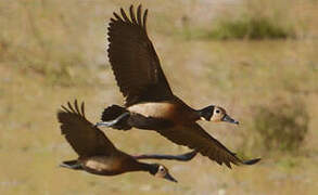 White-faced Whistling Duck