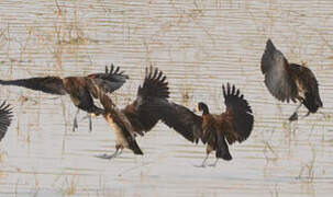 White-faced Whistling Duck