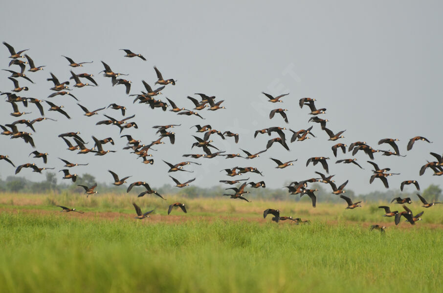 White-faced Whistling Duck, Flight