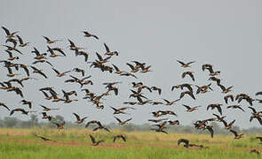 White-faced Whistling Duck