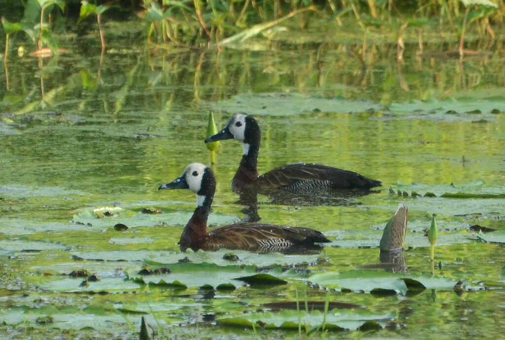 White-faced Whistling Duckadult breeding, habitat, aspect, swimming