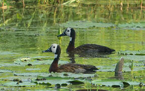 White-faced Whistling Duck