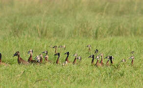 White-faced Whistling Duck