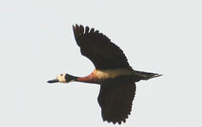 White-faced Whistling Duck