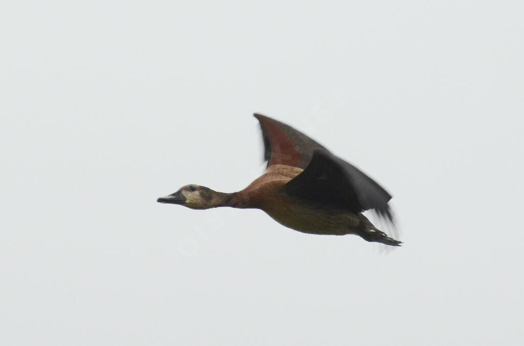 White-faced Whistling Duck, Flight