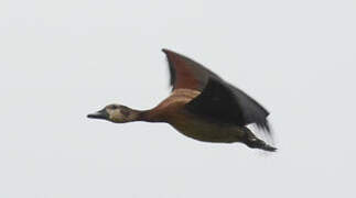 White-faced Whistling Duck