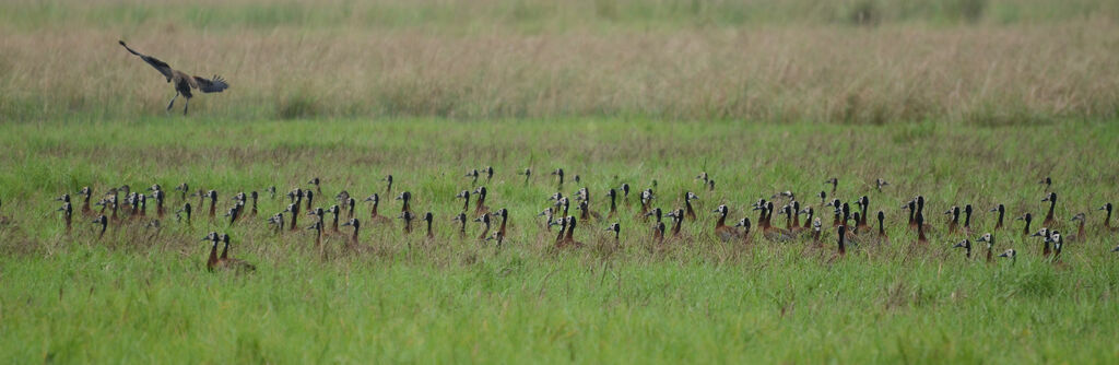 White-faced Whistling Duck, habitat