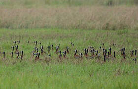 White-faced Whistling Duck