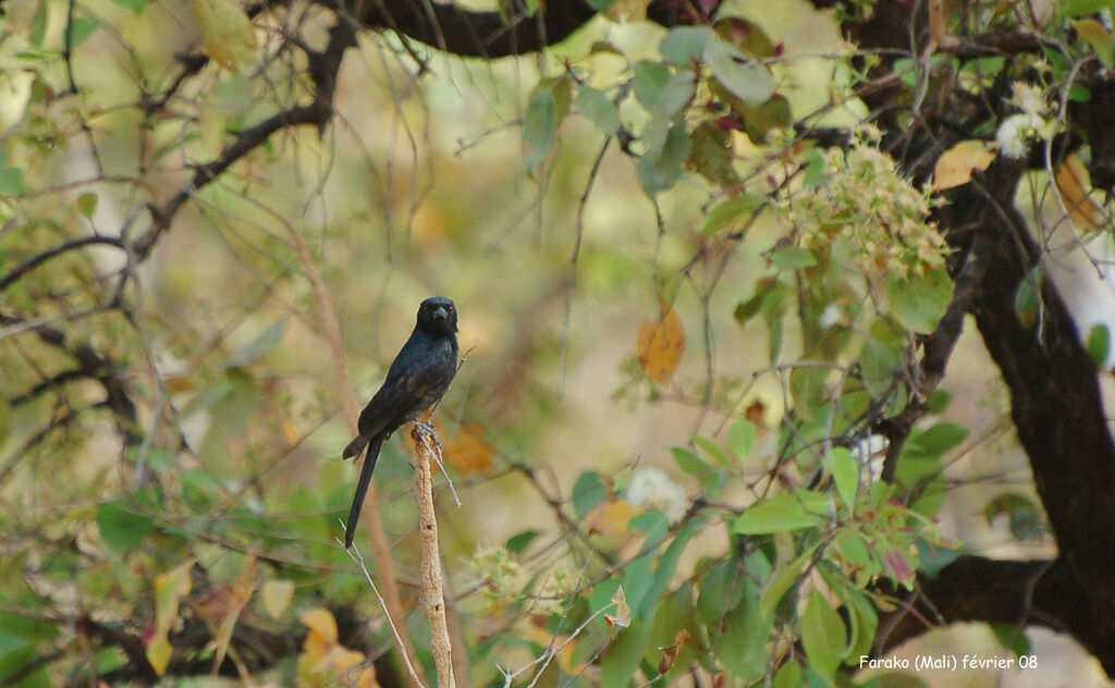 Fork-tailed Drongo