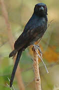 Fork-tailed Drongo