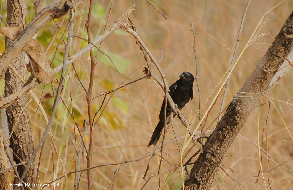 Fork-tailed Drongo