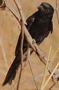 Fork-tailed Drongo