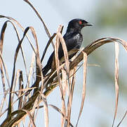 Fork-tailed Drongo