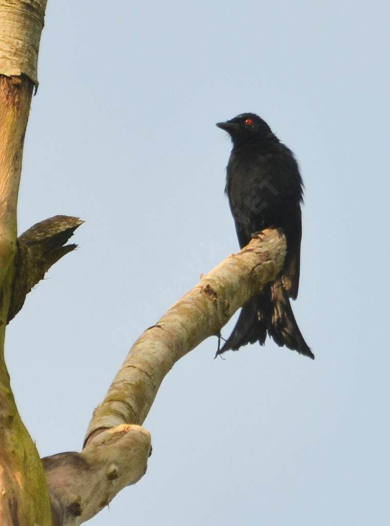 Drongo brillantadulte