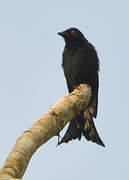 Fork-tailed Drongo