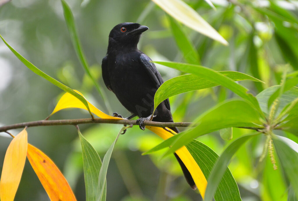 Fork-tailed Drongoadult