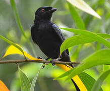 Fork-tailed Drongo