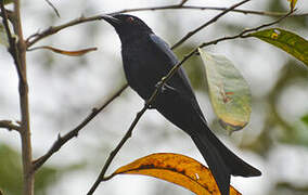 Fork-tailed Drongo