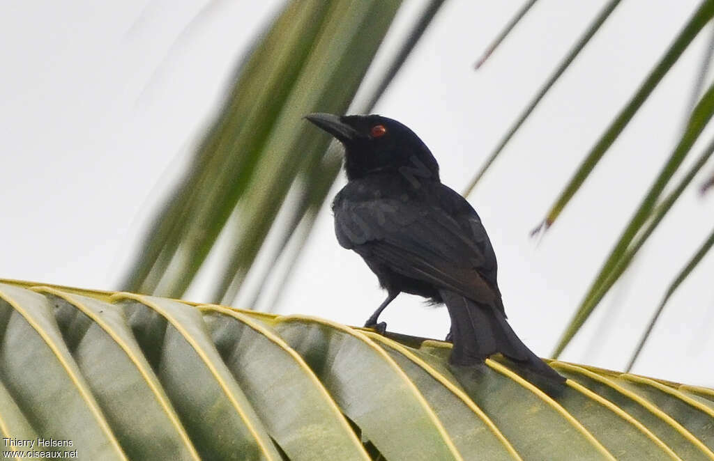 Drongo brillantadulte