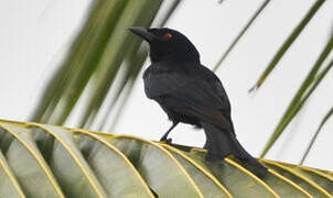 Fork-tailed Drongo