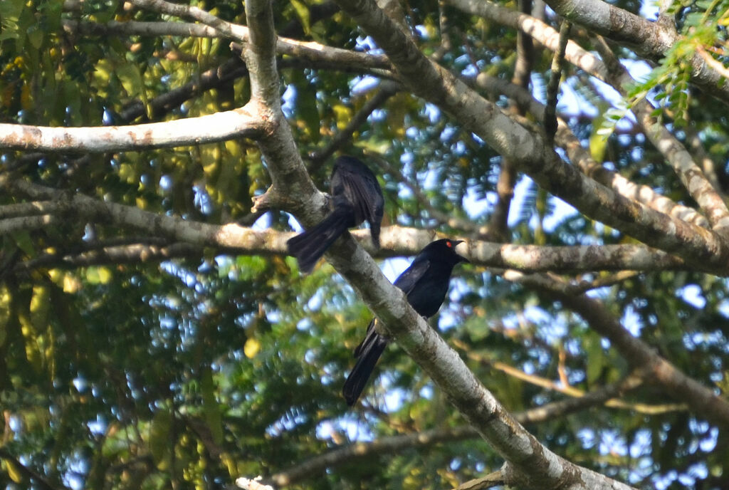 Common Square-tailed Drongoadult