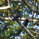 Drongo de Ludwig