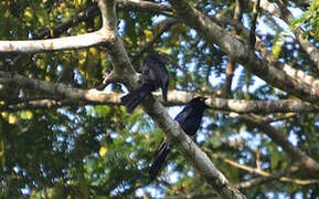 Square-tailed Drongo