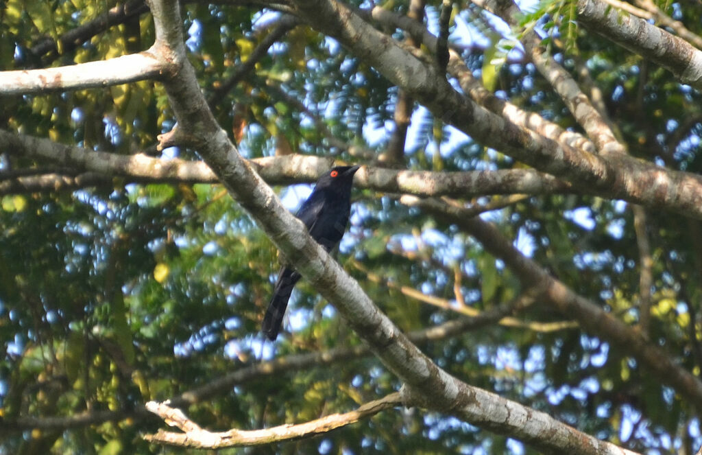 Square-tailed Drongo