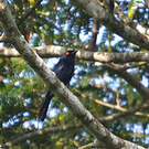 Drongo de Ludwig