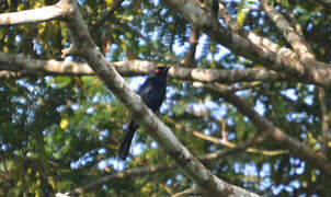 Common Square-tailed Drongo