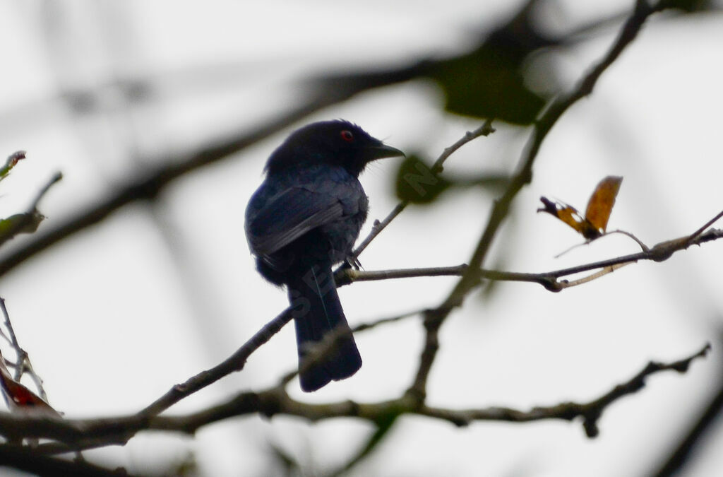 Common Square-tailed Drongoadult